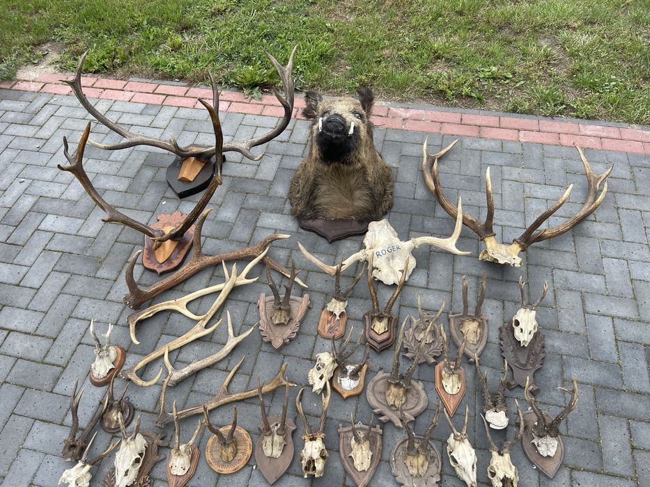 Poroza medalion zrzuty