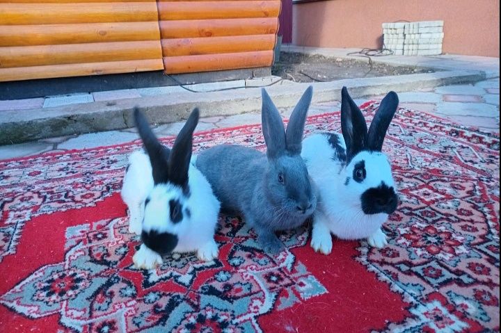 Продаються кролі