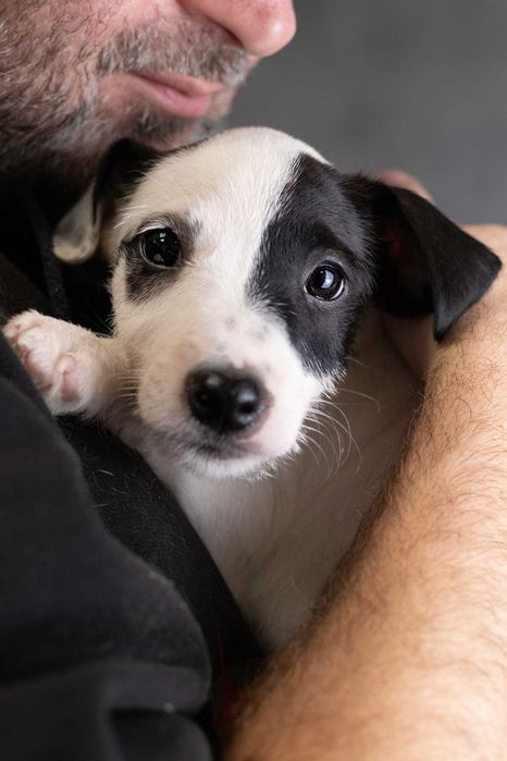 Parson Russell Terrier - samczyk ZKwP/FCI