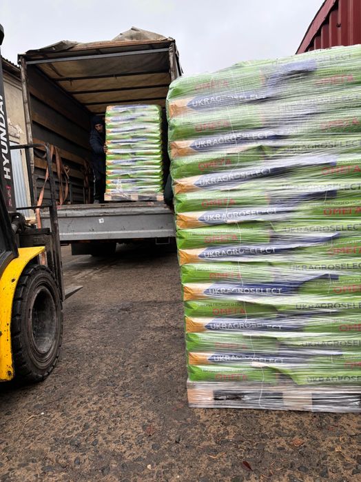 Гібрид соняшника Рапід