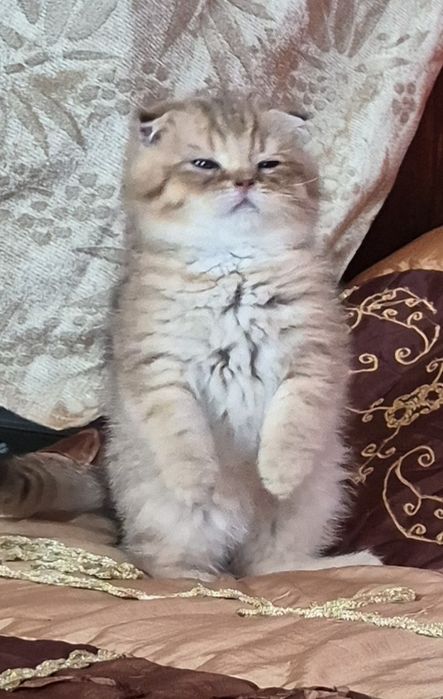 Віслоухе кошеня  золотої  шиншили