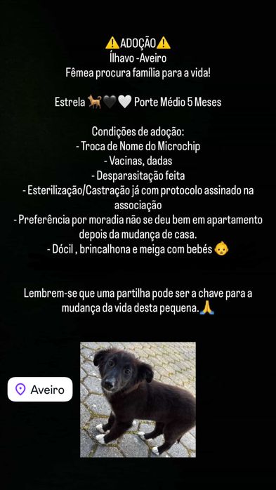 Doacao de cadela com 5 meses
