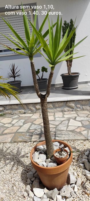 Várias plantas de jardim.