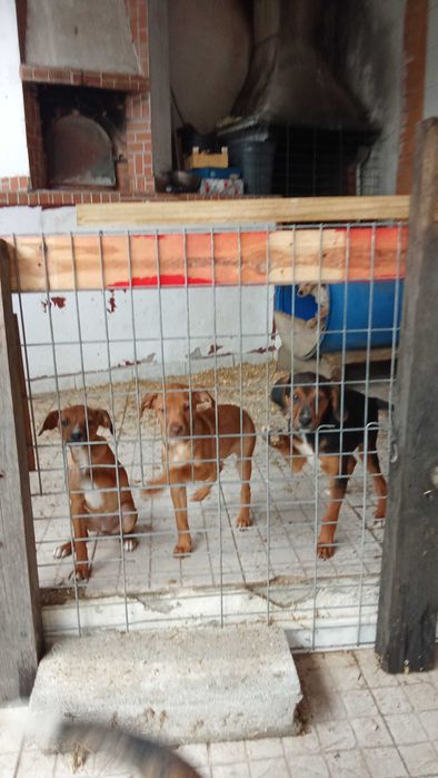quatro cachorritos 2meninas 2meninos para dar