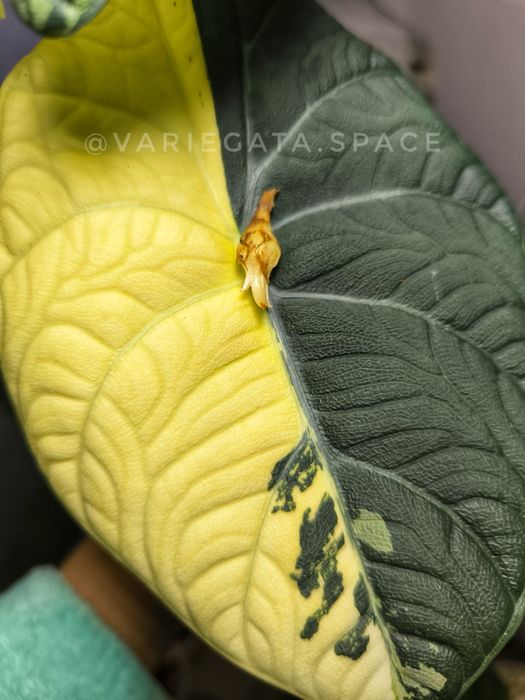Alocasia Macharani Albo half-moon variegata bulwa alokazja