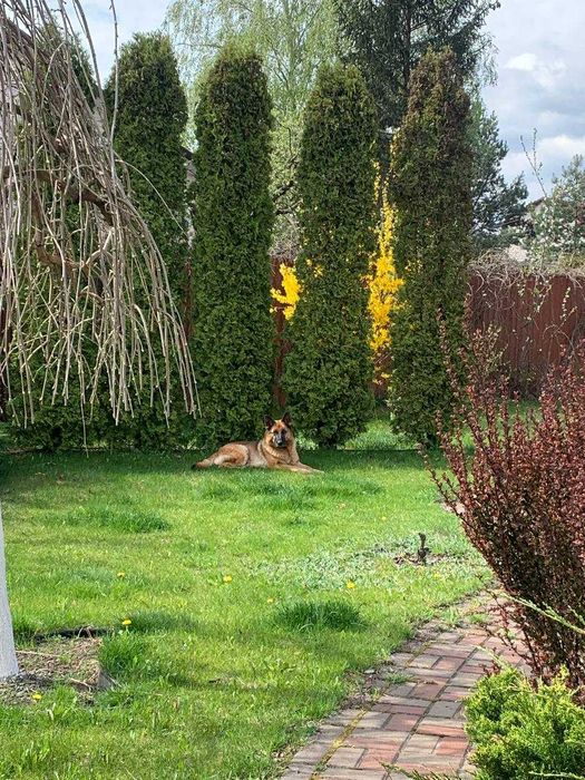 Продаж Чарівного Будинку 174 кв.м. Ділянка 20 сот. Велка Солтанівка.