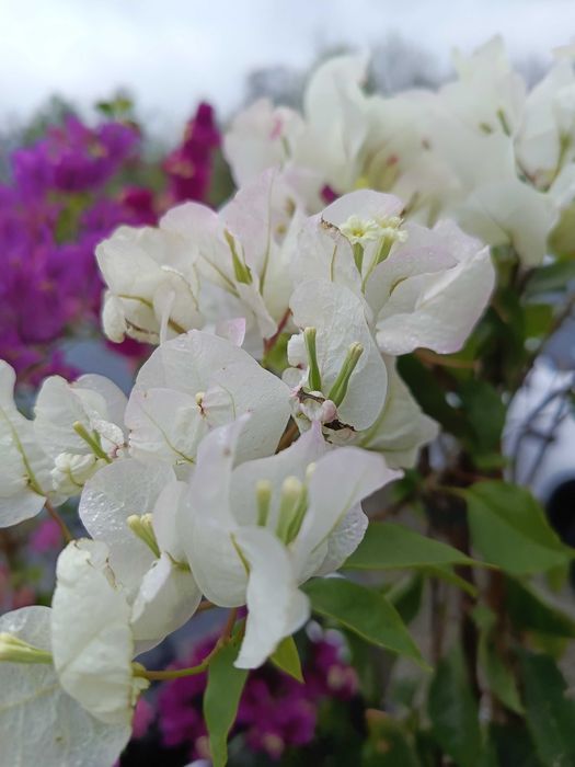 Duża bugenwilla różne kolory