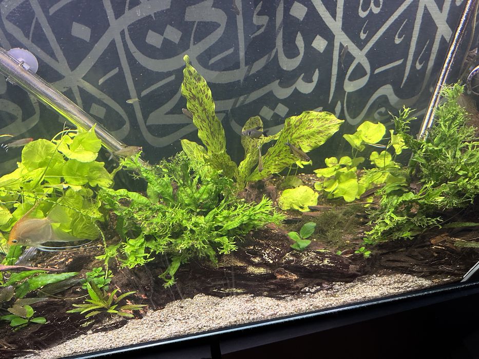 Ehem Kit CO2, Filtro Externo, Iluminação. Rochas e Plantas.