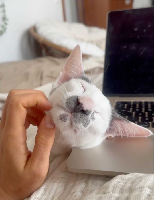 Serviços de Pet Sitting