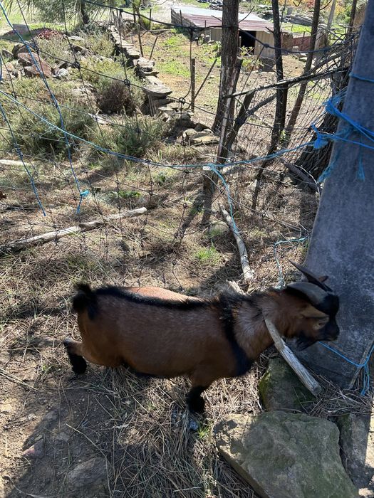 Cabrito anao completo