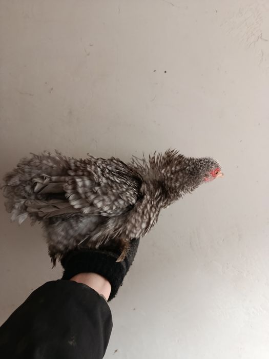 Кокинхинчики инкубационное яйцо