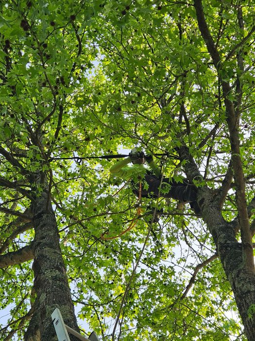 Poda, Abate e Corte de Árvores - Arborista Emanuel Ramos - 964 691 063