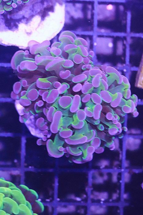 Euphyllia Paraancora Hologram FILM!  f FLUOLAMPS.PL WYSYŁKI Promocja
