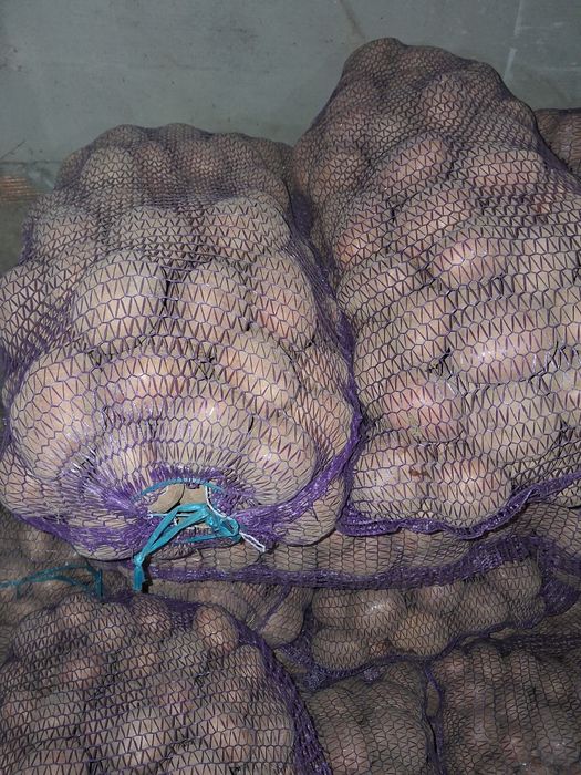 Продам домашню  картоплю