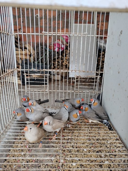 Mandarim  macho e fêmea