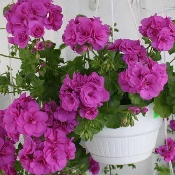 Пеларгонія Fuchsia королівська / ЗКС