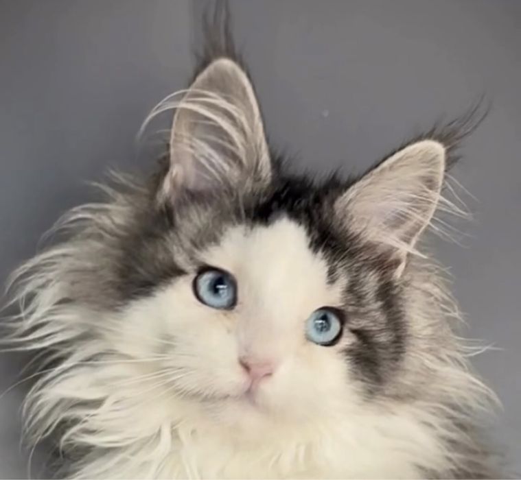 Самые красивые Мейн Куны с голубыми глазами. Девочка. Полидакт!