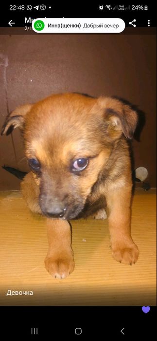 Отдам в добрые руки