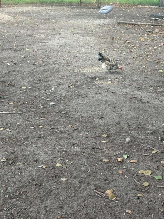 Sprzedam kurki bantamki