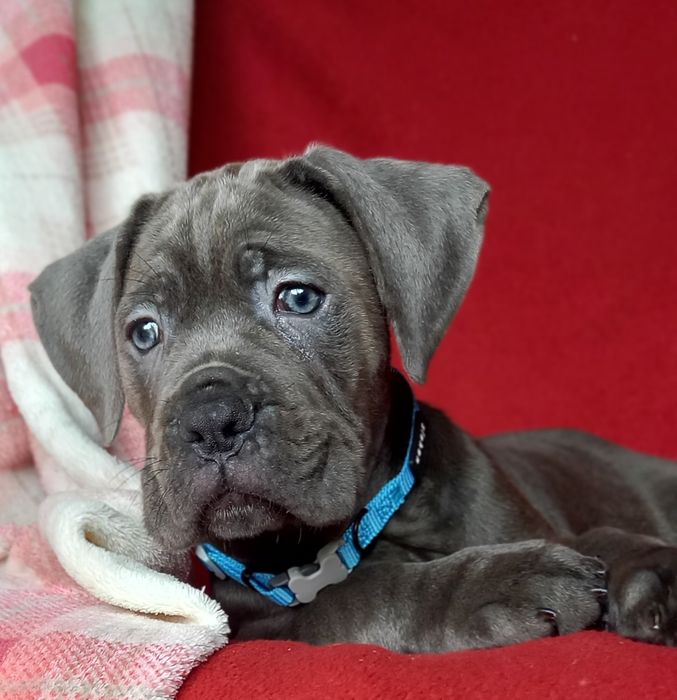 Cane Corso  sunia ARVENA