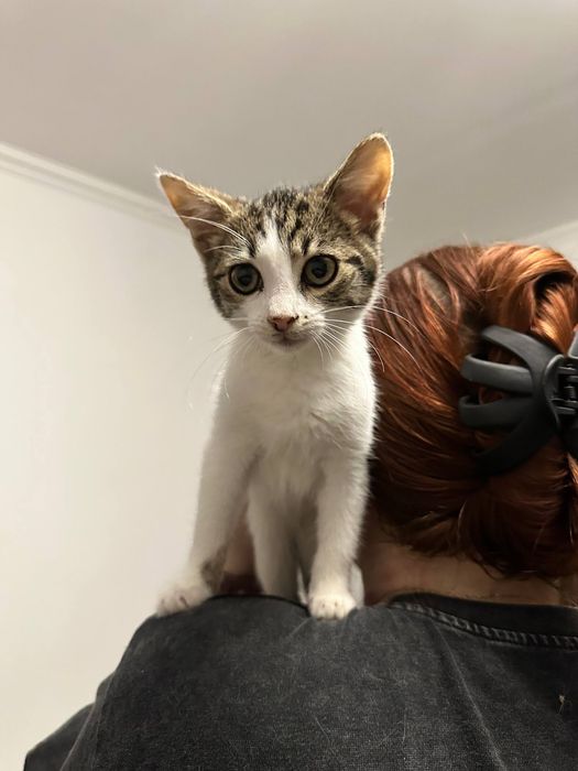 Котик/ кошеня в добрі руки