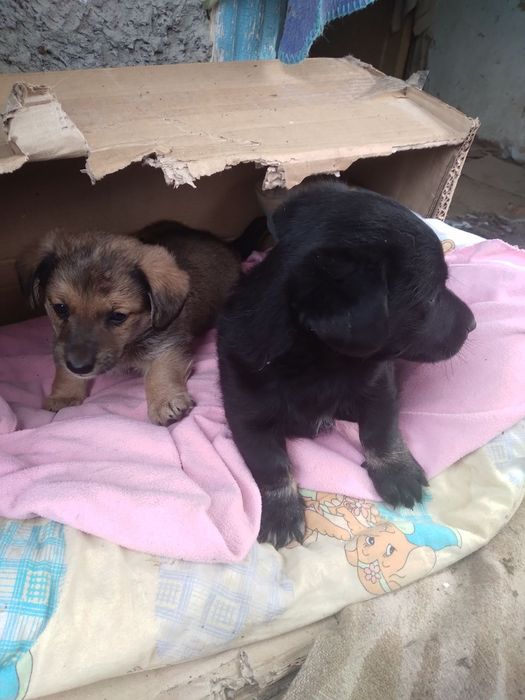 Безкоштовно цуценята