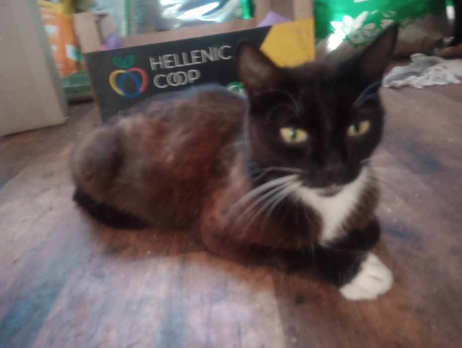 Стерилизованная кошка Катька