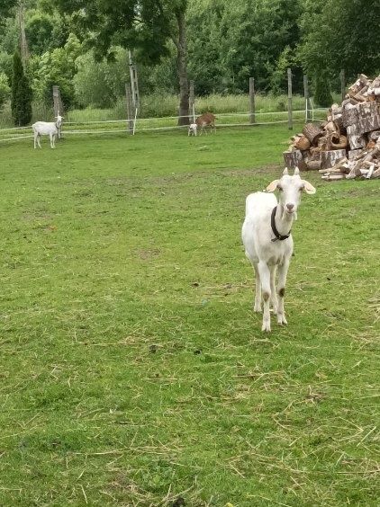 4 kozy i koziołek