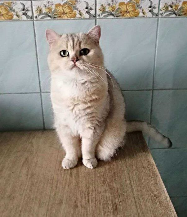 Вязка кошечек шикарным котиком