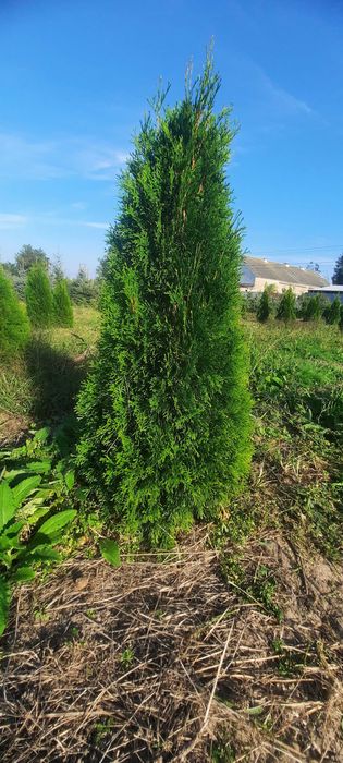 Tuja Szmaragd SUPER CENA 130cm bardzo duży wybór Iglaki Ocieszyn
