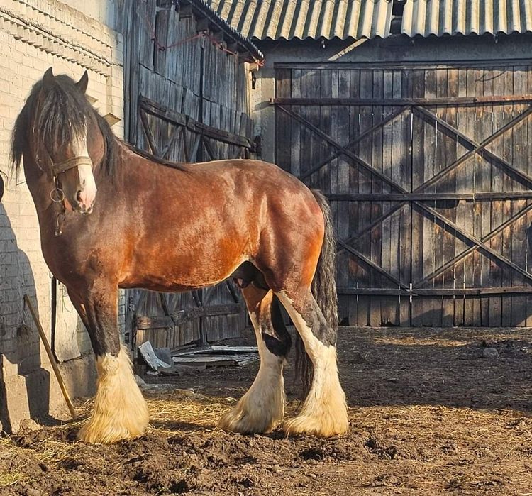 Ogierek Shire 7 miesiecy