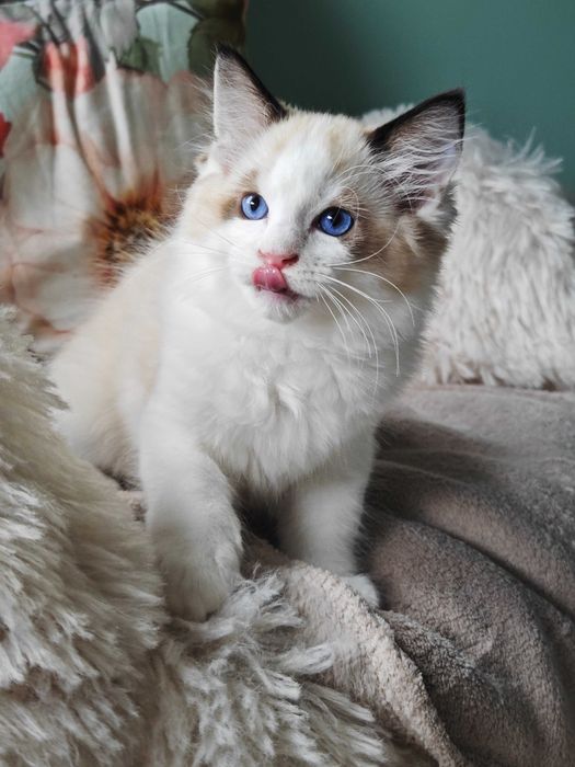 Ragdoll - przepiękny kocurek Zazu rodowód FPL