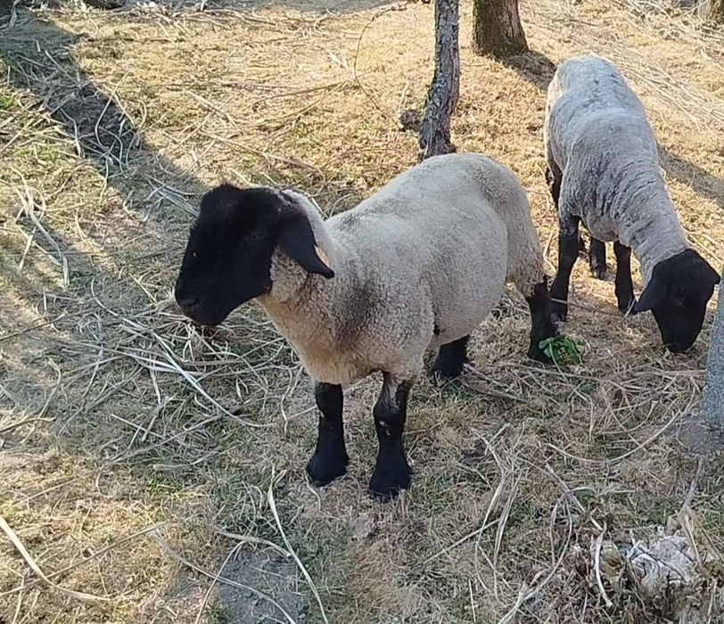 Ovelha suffolk certificada