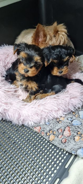Продаются щенки йорк мини две девочки