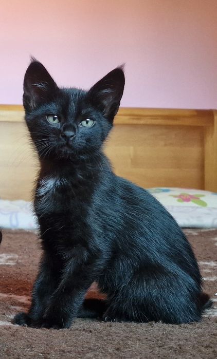 Mambo- gato bebé para adoção responsável