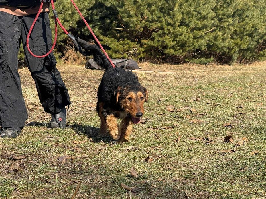 Walenty- młody mix teriera do adopcji