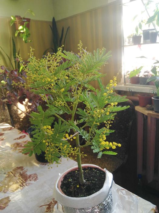 Камелія біла, червона, ніжно рожева.Мімоза, шлюмбергера.