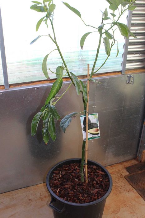 Reed Avocado tree / Abacate Reed Arvore