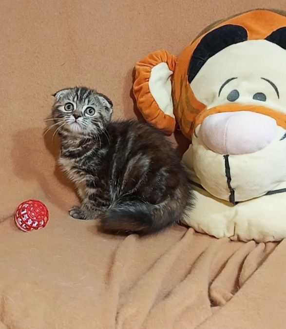 Котенок : Потешная игрунка .