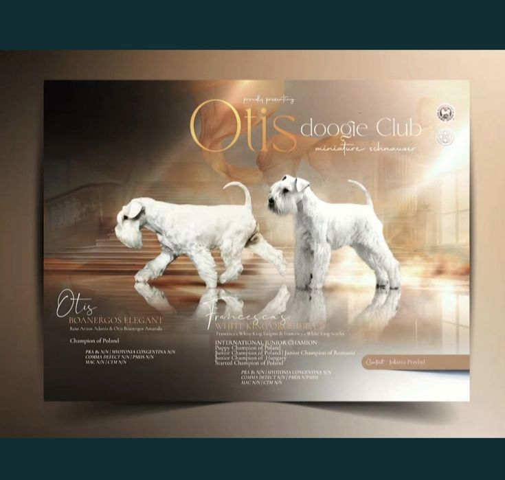 Sznaucer miniaturowy biały