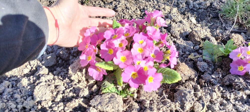 Продам примули баторічні