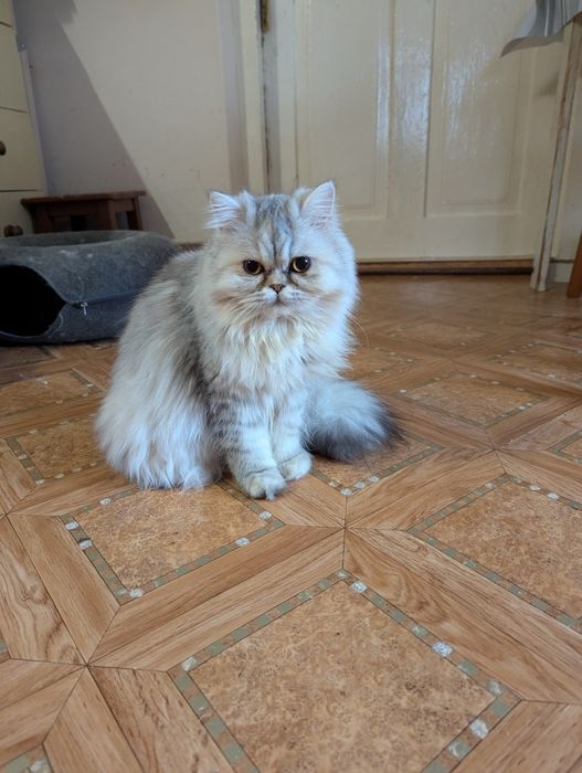 Kocięta perskie perska perski kocurek kotka