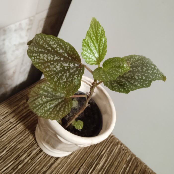 В кожний дім -  живі квіти .