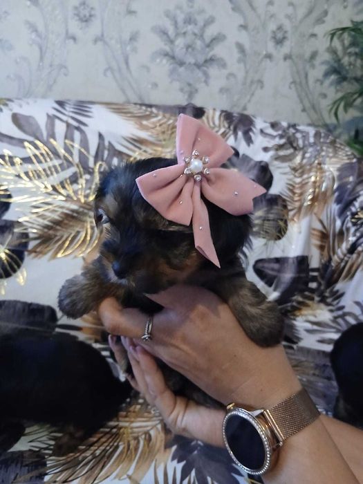 Yorkshire Terrier Mini