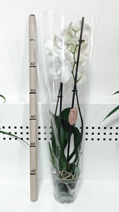 Орхідея фаленопсіс (перецвітає)