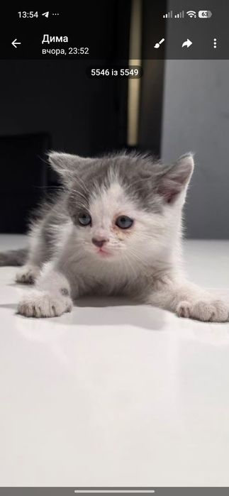 Котики в добрі руки