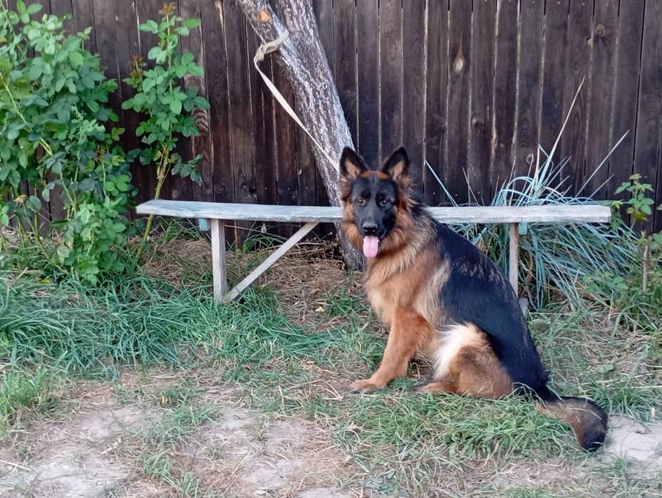 Німецька вівчарка довгошерста