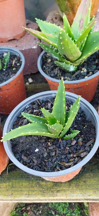 Planta Suculenta em Vaso