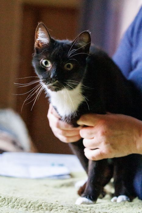 Kajtek - czarno-biały kocur czeka na adopcję