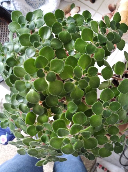 вазон аіхризонт, дерево кохання